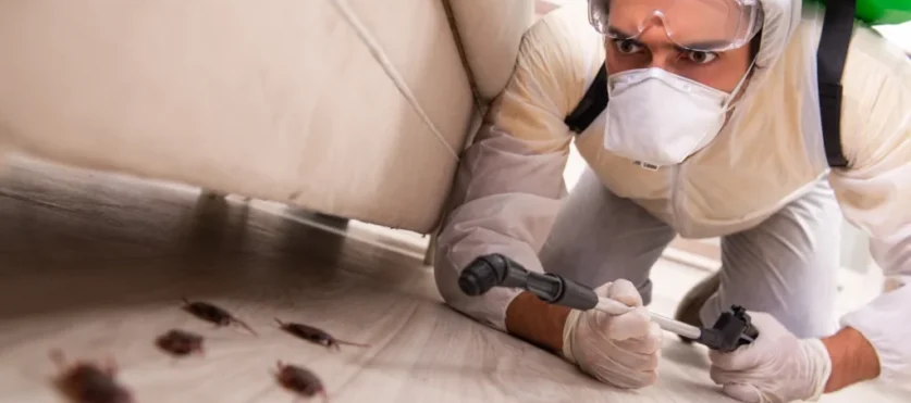 Nasze usługi obejmują m.in. zwalczanie prusaków, mrówek, moli, wszy, karaluchów, pluskiew, much, komarów, pcheł, pająków, os i szerszeni, krocionogów, rybików cukrowych i innych insektów.