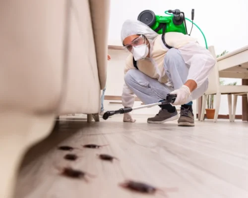 dezynsekcja-zwalczanie-prusakow