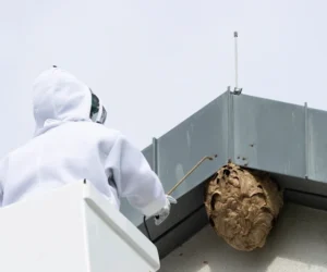 usuwanie-gniazd-os-szerszeni